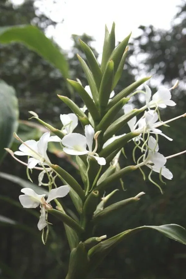 hedychium-flavescens-sasquatch Hedychium flavescens ‘Sasquatch’