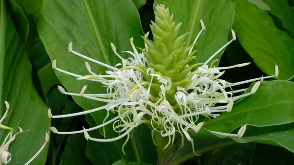 hedychium-thyrsiforme Hedychium thyrsiforme