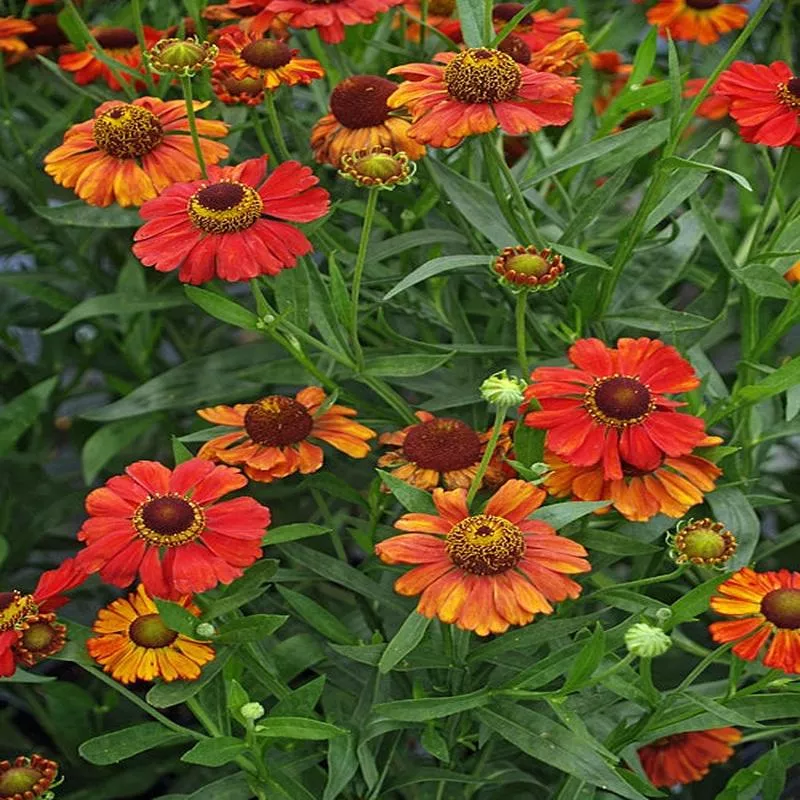 helenium-vivace HELENIUM ‘VIVACE’