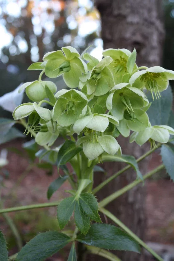 helleborus-argutifolius-majorca-form Helleborus argutifolius Majorca form