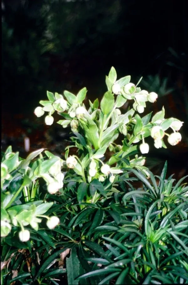 helleborus-foetidus-bowles-s-cabbage-stalk Helleborus foetidus ‘Bowles’s Cabbage Stalk’