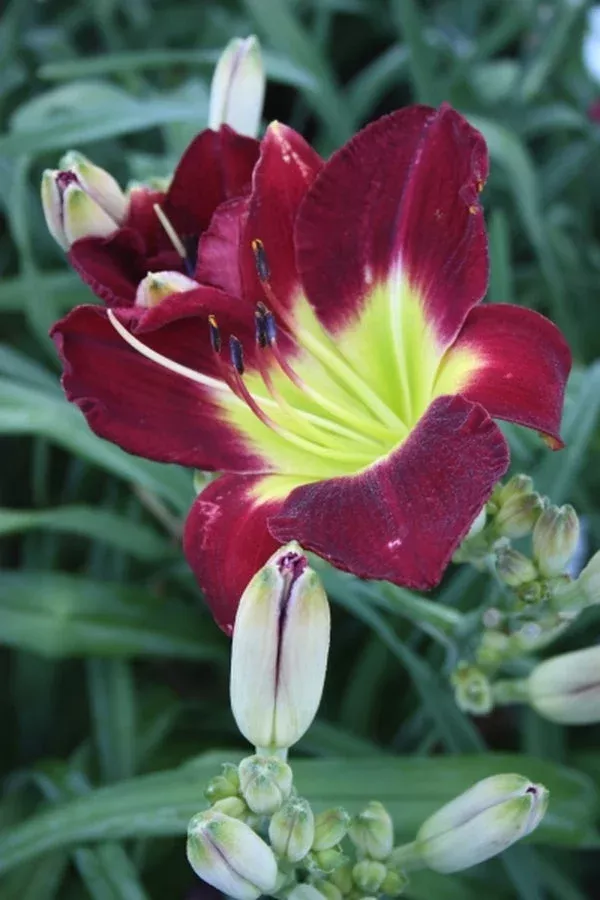 hemerocallis-forsyth-white-buds Hemerocallis ‘Forsyth White Buds’