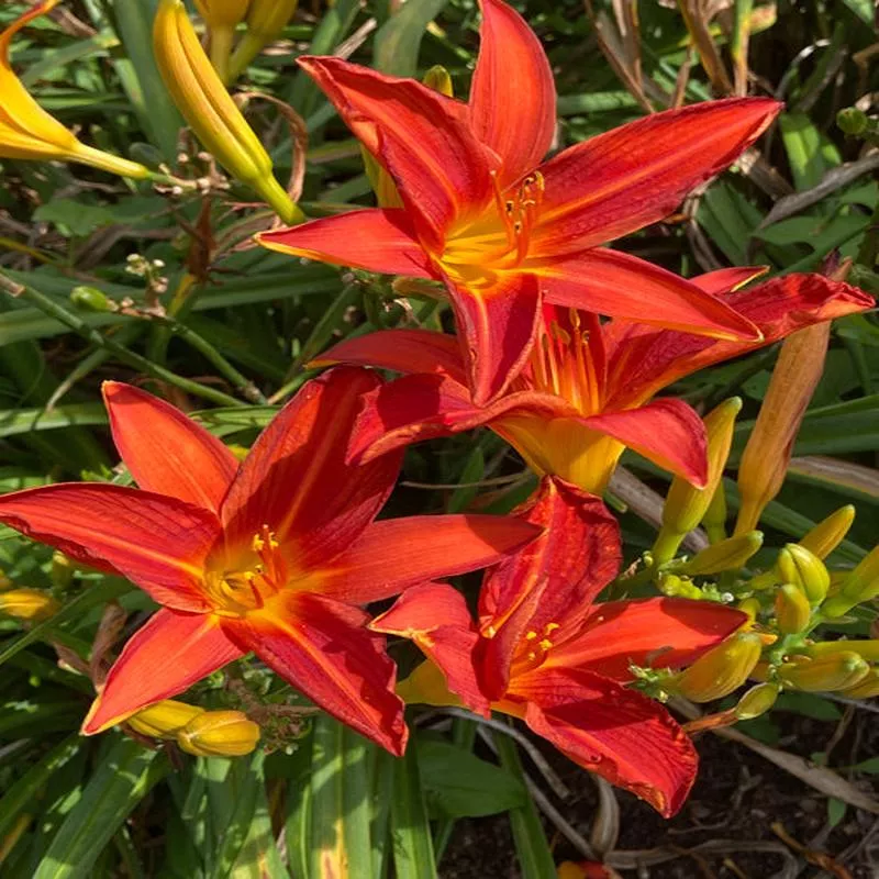 hemerocallis-red-precious HEMEROCALLIS ‘RED PRECIOUS’