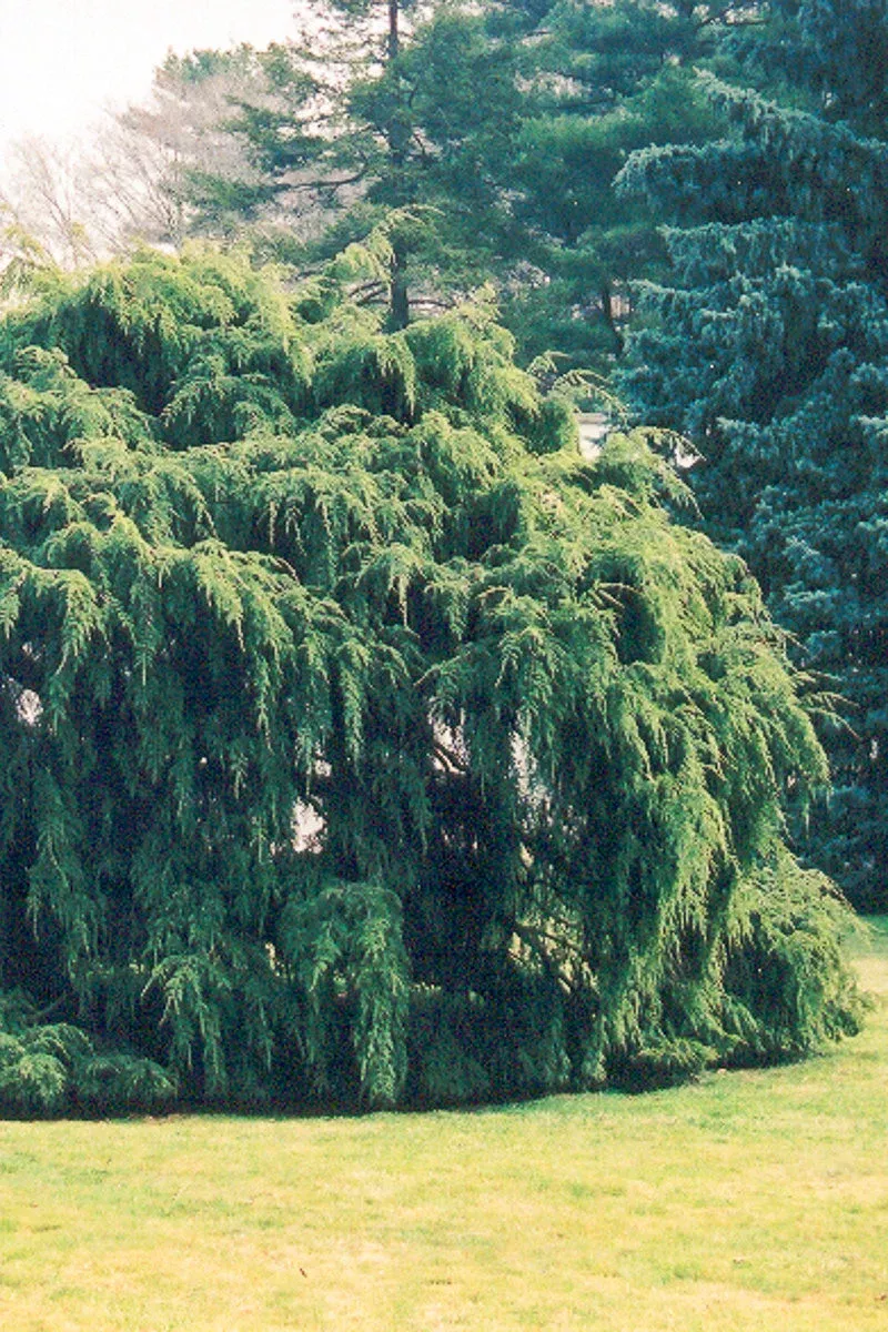 hemlock-weeping Hemlock, Weeping
