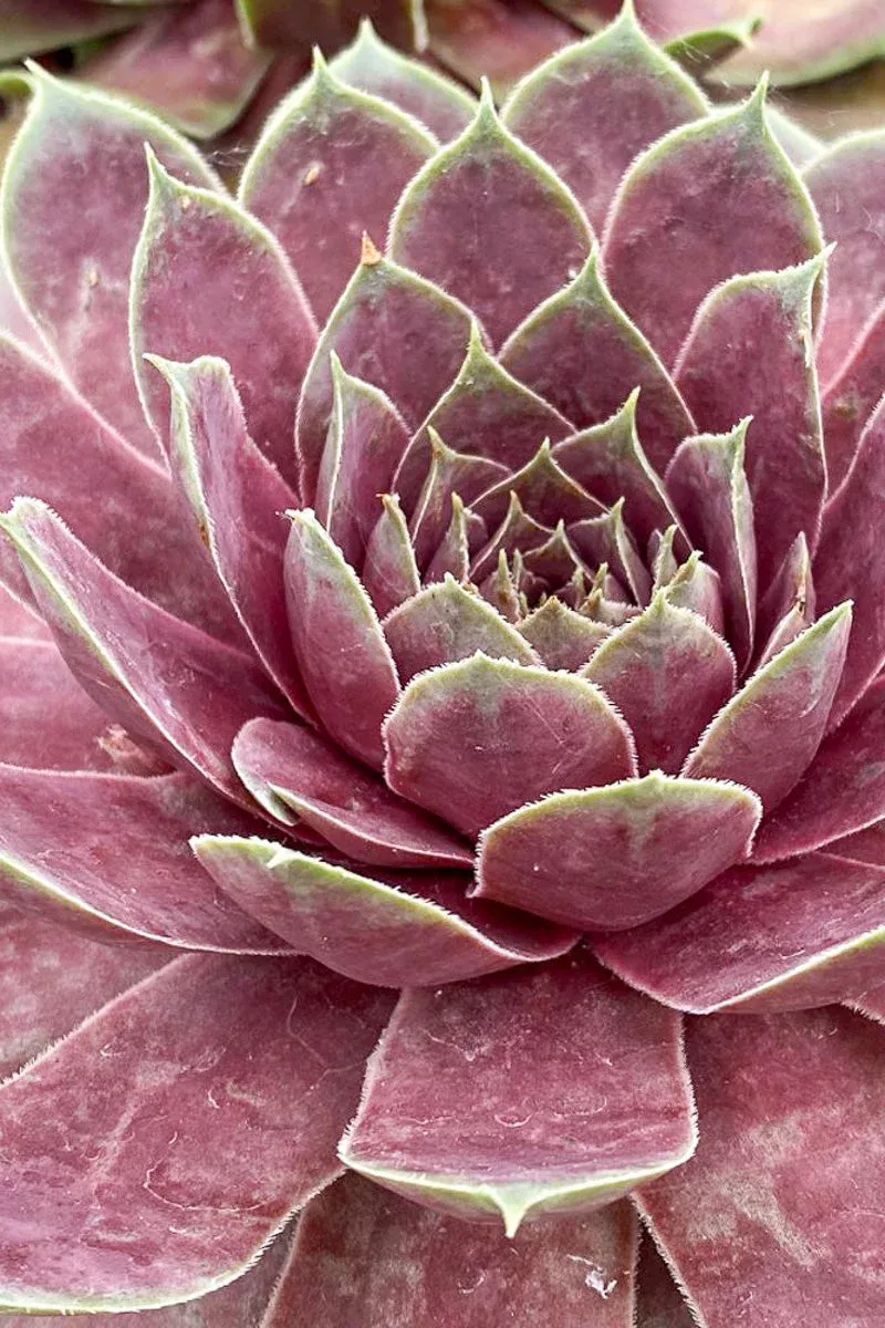 hen-chicks-giant-pink-sapphire Hen & Chicks, Giant Pink Sapphire