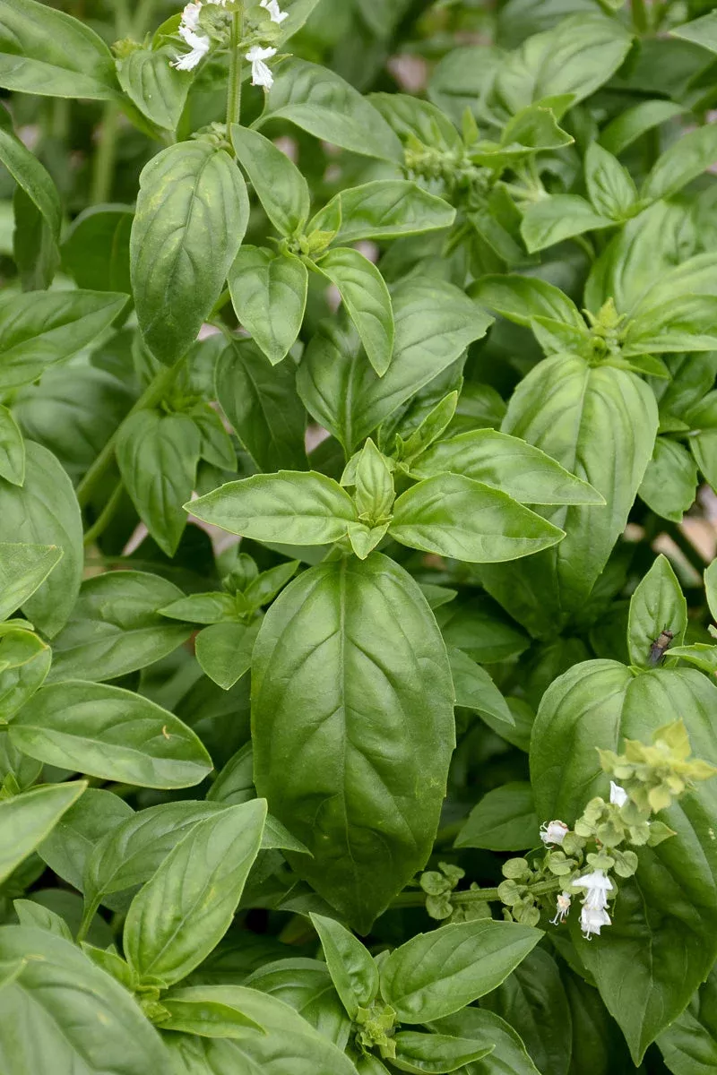 herb-basil-sweet-genovese Herb, Basil Sweet Genovese