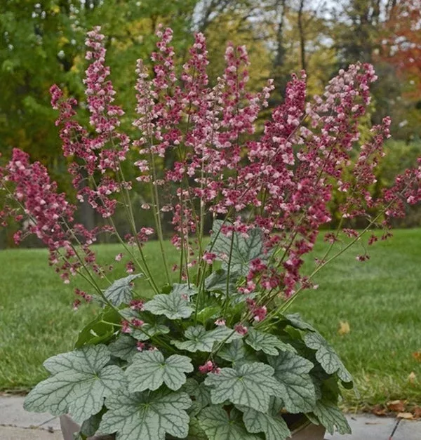 heuchera-berry-timeless-pp-26-357 Heuchera ‘Berry Timeless’ PP 26,357