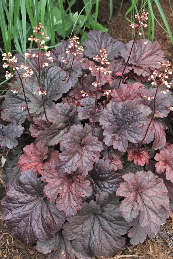 heuchera-cajun-fire-pp-24-150 Heuchera ‘Cajun Fire’ PP 24,150