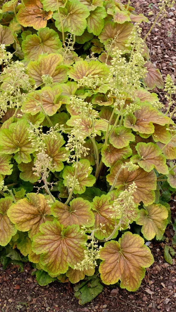 heuchera-delta-dawn-pp-23-545 Heuchera ‘Delta Dawn’ PP 23,545