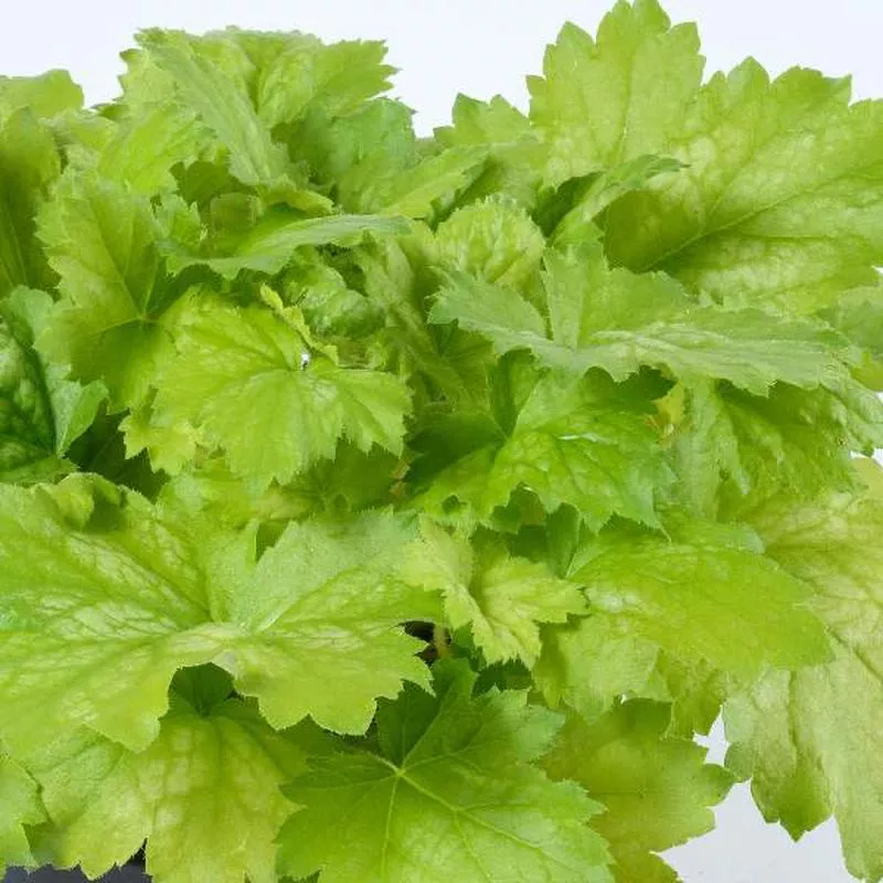 Heuchera ‘Green Tea’