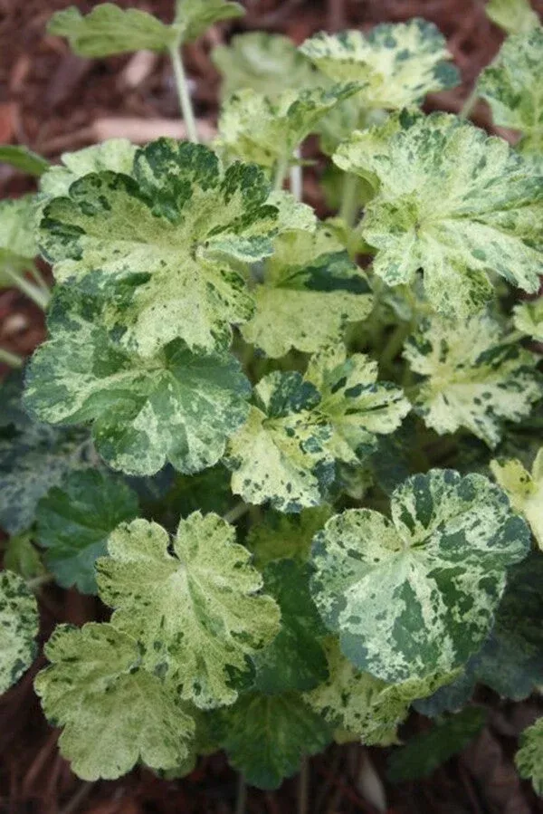 heuchera-hercules Heuchera ‘Hercules’