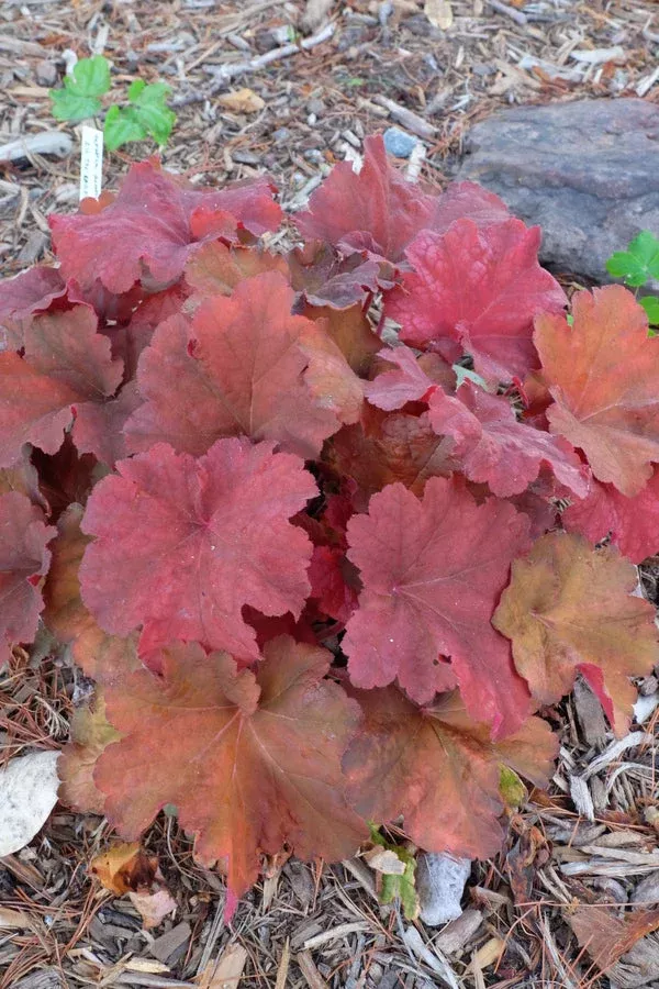 heuchera-rio-pp-24-273 Heuchera ‘Rio’ PP 24,273