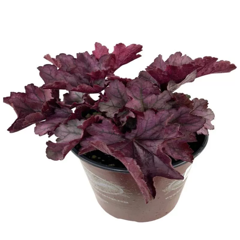 heuchera-spellbound Heuchera ‘Spellbound’
