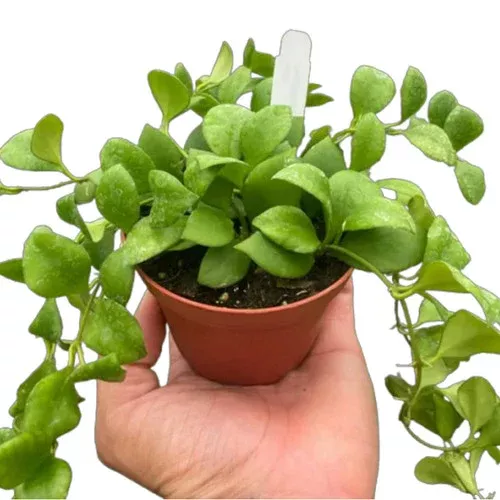 heuschkeliana-hoya Heuschkeliana Hoya