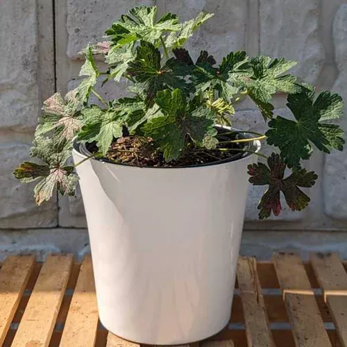 hexham-velvet-geranium Hexham Velvet Geranium