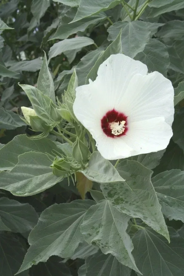 hibiscus-moscheutos-var-incanus Hibiscus moscheutos var. incanus