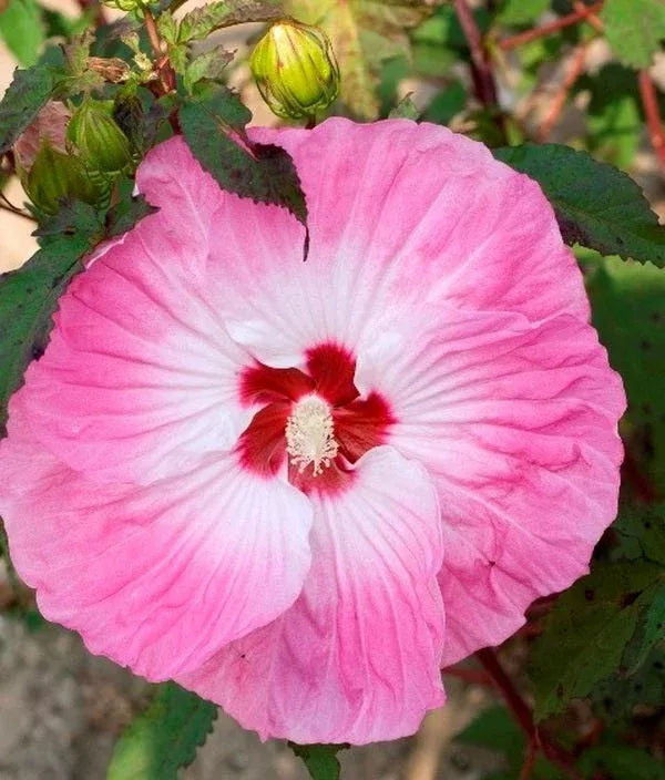 hibiscus-tie-dye-pp-24-078 Hibiscus ‘Tie Dye’ PP 24,078