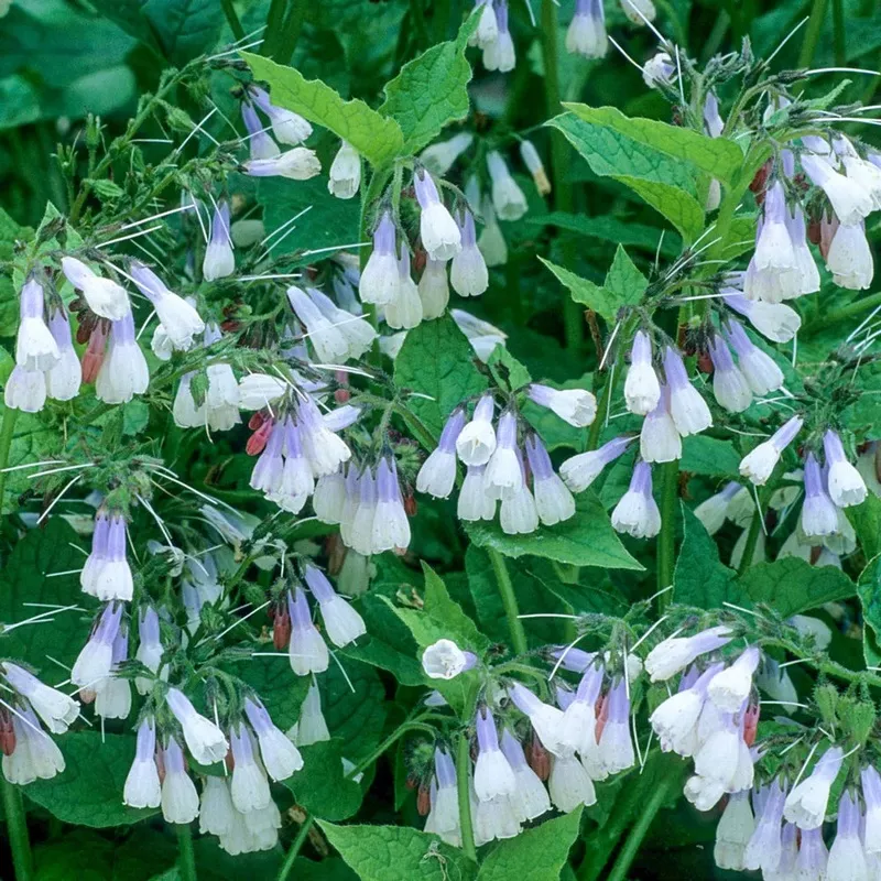 hidcote-blue-comfrey Hidcote Blue Comfrey