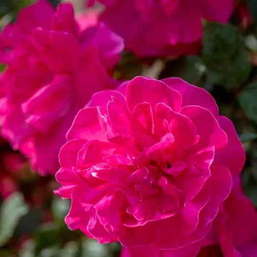 Highwire Flyer™ Climbing Rose