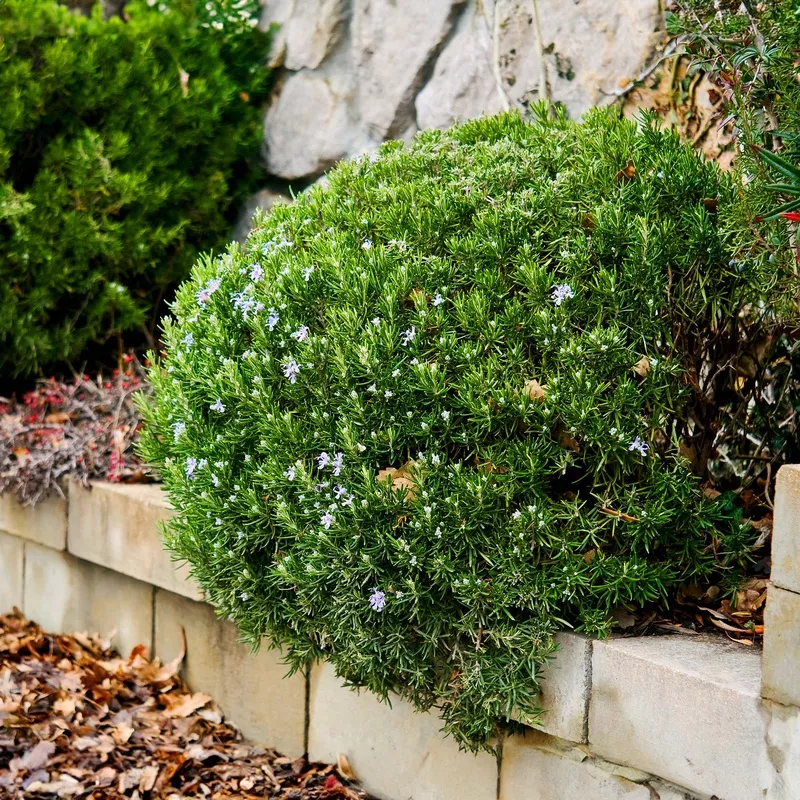 hill-hardy-rosemary Hill Hardy Rosemary