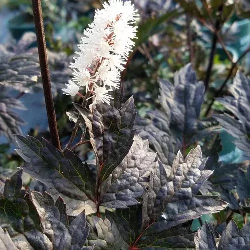 hillside-black-beauty-snakeroot Hillside Black Beauty Snakeroot