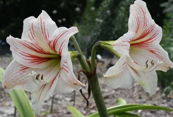 hippeastrum-mead Hippeastrum ‘Mead’