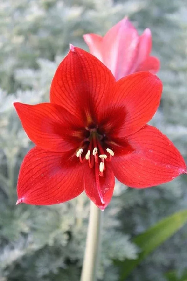 hippeastrum-miss-red Hippeastrum ‘Miss Red’