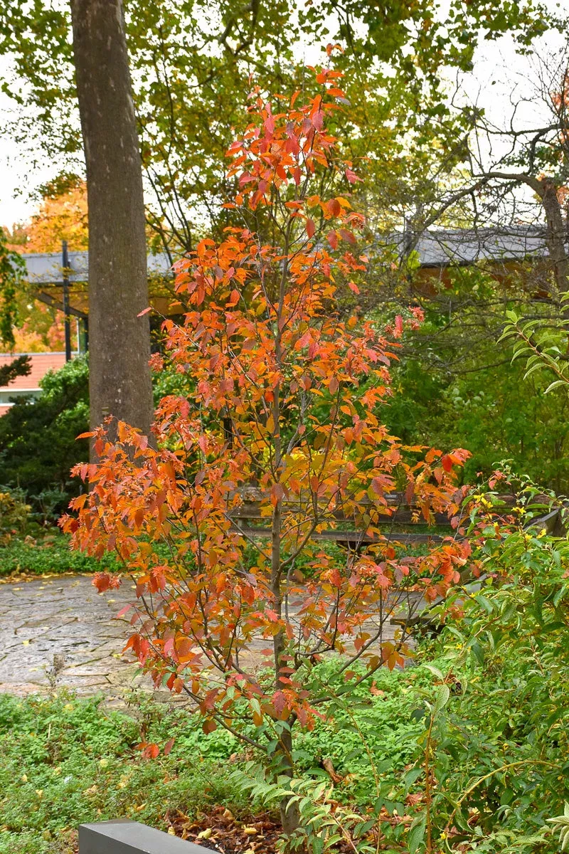 Hornbeam, Amer Firespire