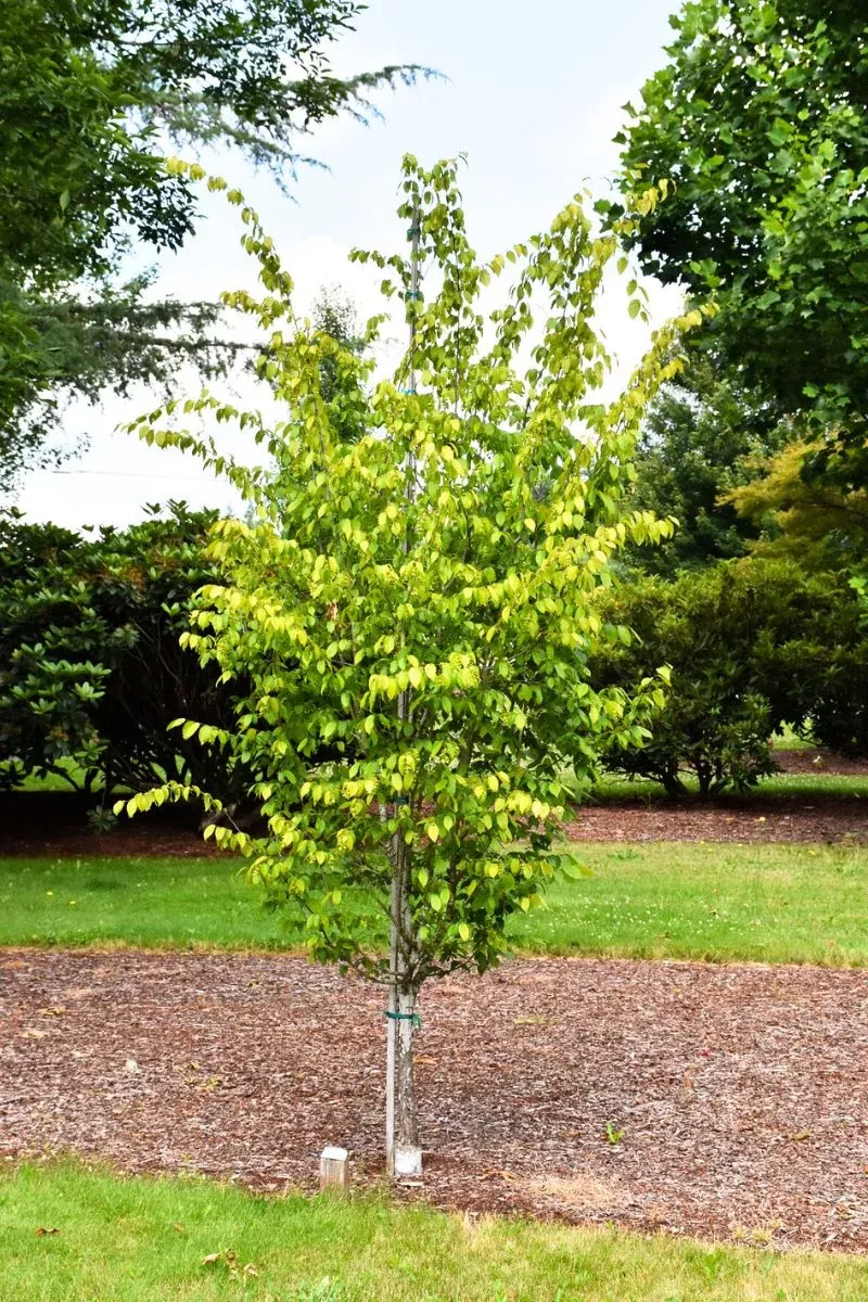 hornbeam-american-palisade Hornbeam, American Palisade