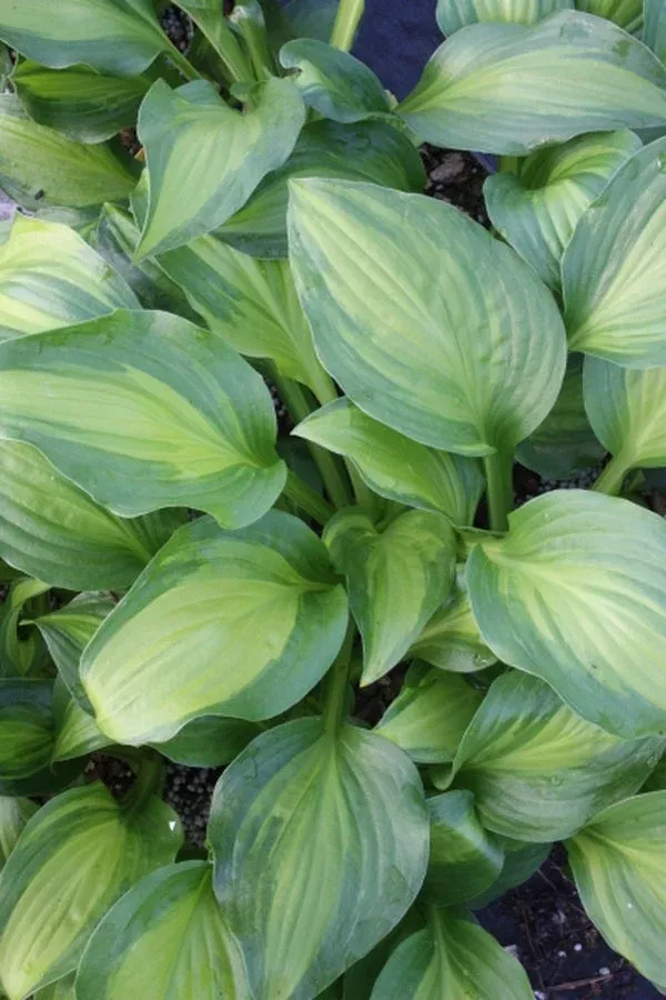 hosta-adorable-ppaf Hosta ‘Adorable’ PPAF