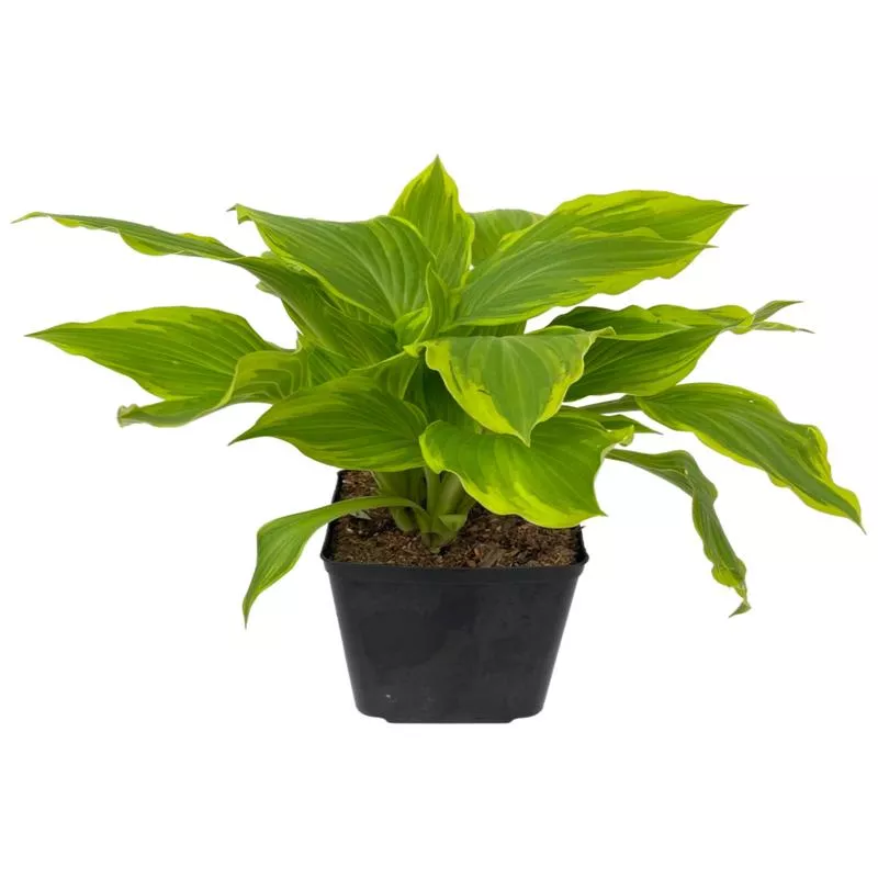hosta-bridgeville Hosta ‘Bridgeville’