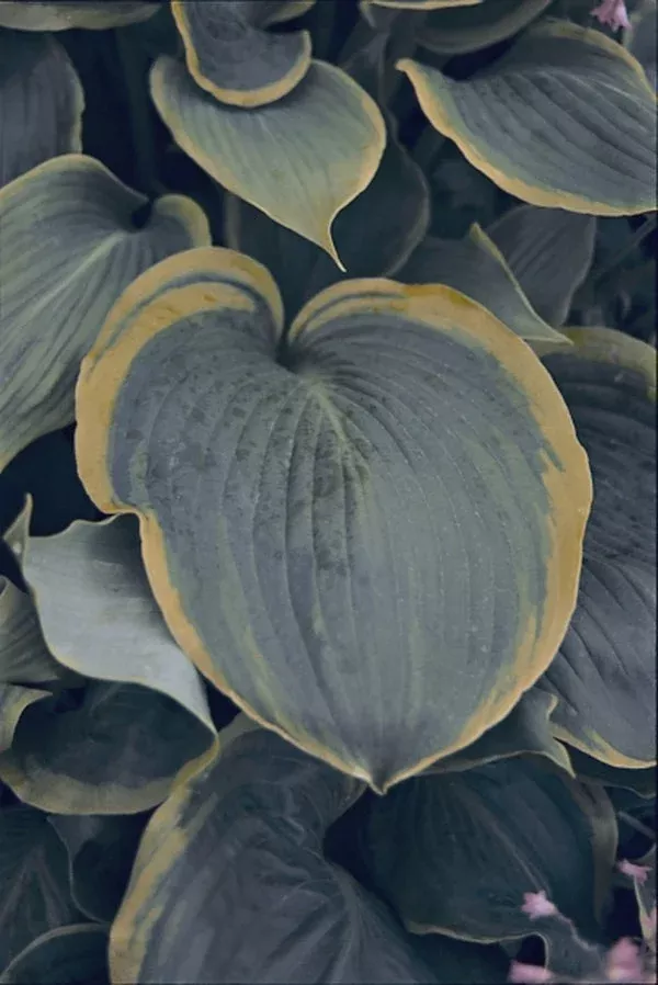 hosta-day-s-end Hosta ‘Day’s End’