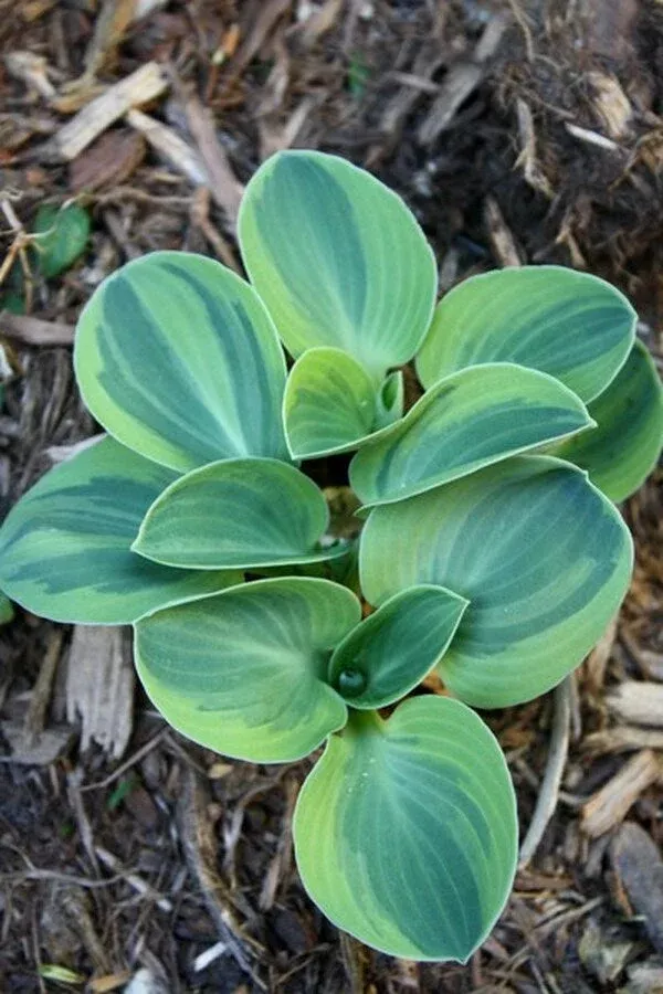 hosta-frosted-mouse-ears Hosta ‘Frosted Mouse Ears’