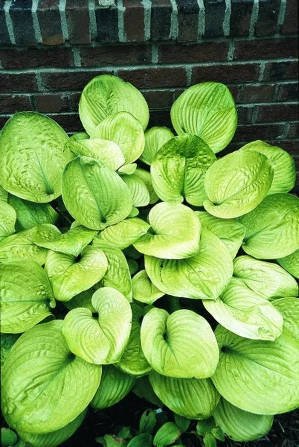Hosta ‘Golden Friendship’
