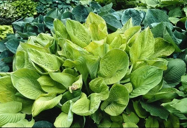 hosta-golden-torch Hosta ‘Golden Torch’