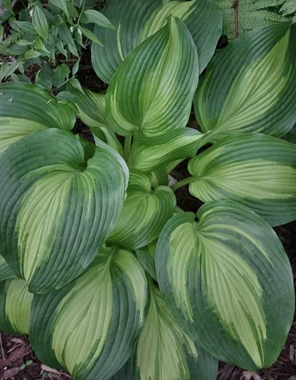 Hosta ‘Hollywood Lights’ PP 17,296