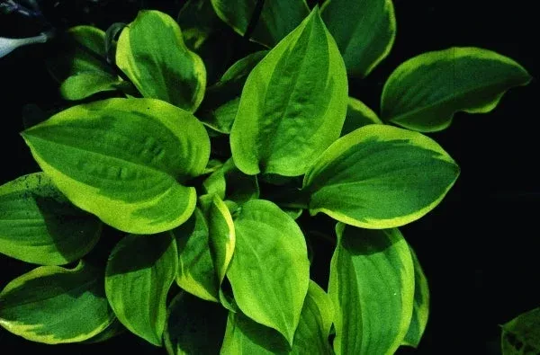 hosta-ice-cream Hosta ‘Ice Cream’