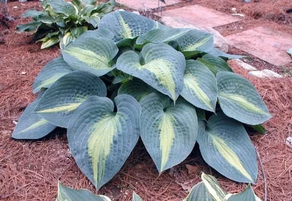hosta-lakeside-beach-captain Hosta ‘Lakeside Beach Captain’