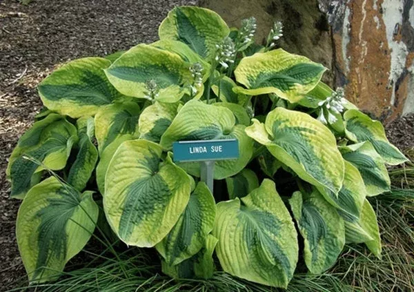 hosta-linda-sue Hosta ‘Linda Sue’