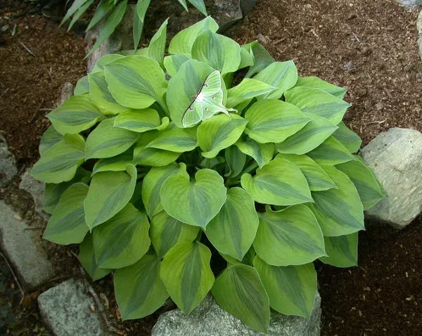 hosta-luna-moth Hosta ‘Luna Moth’