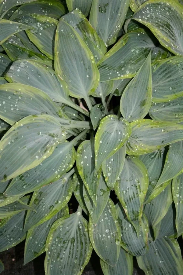Hosta ‘Mourning Dove’ PP 17,311