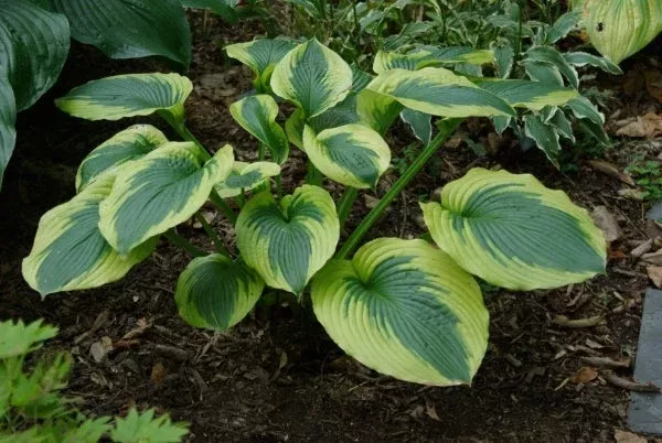 hosta-ocean-isle Hosta ‘Ocean Isle’