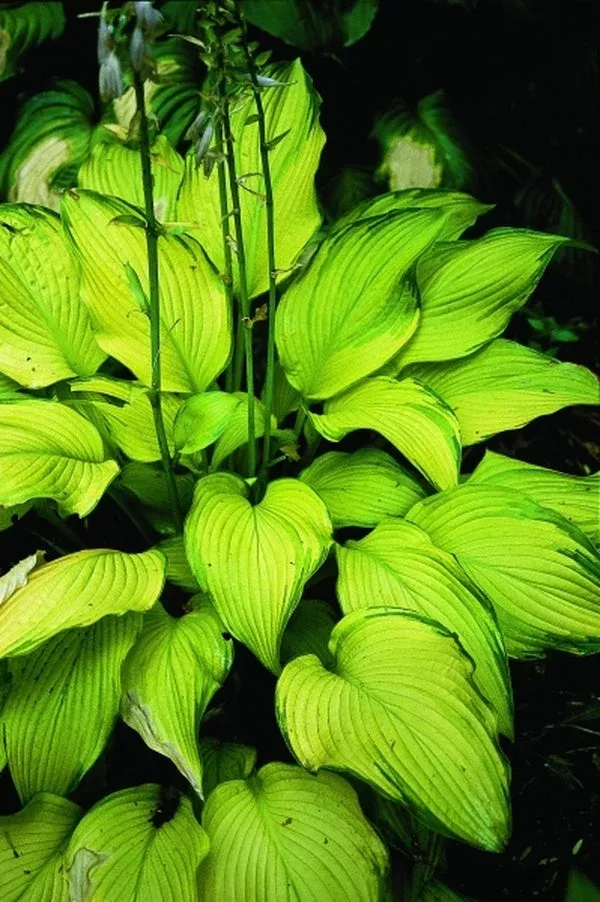 hosta-paradise-power-pp-12-117 Hosta ‘Paradise Power’ PP 12,117