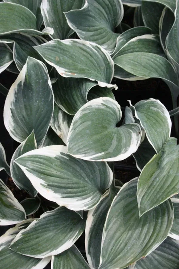 hosta-regal-supreme-pp-19-818 Hosta ‘Regal Supreme’ PP 19,818