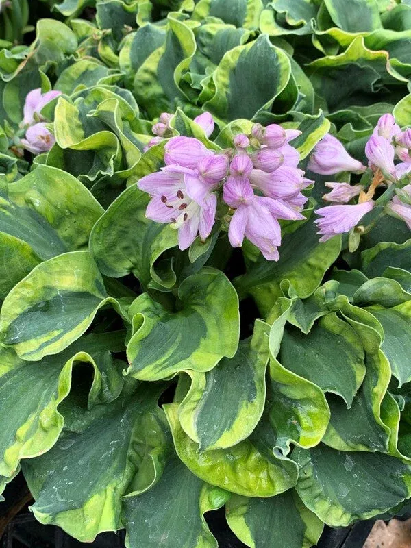 hosta-school-mouse-pp-29-559 Hosta ‘School Mouse’ PP 29,559