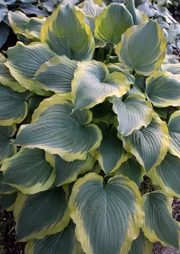 hosta-seducer-pp-22-413 Hosta ‘Seducer’ PP 22,413