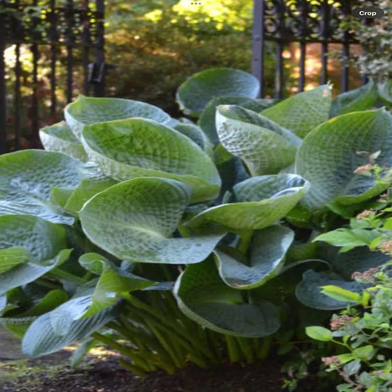 hosta-specimen-abiqua-drink-gourd Hosta Specimen Abiqua Drink Gourd