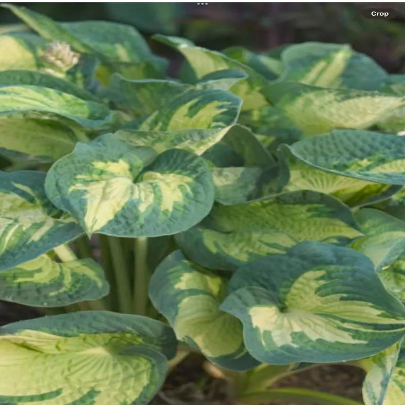 hosta-specimen-great-expectation Hosta Specimen Great Expectation