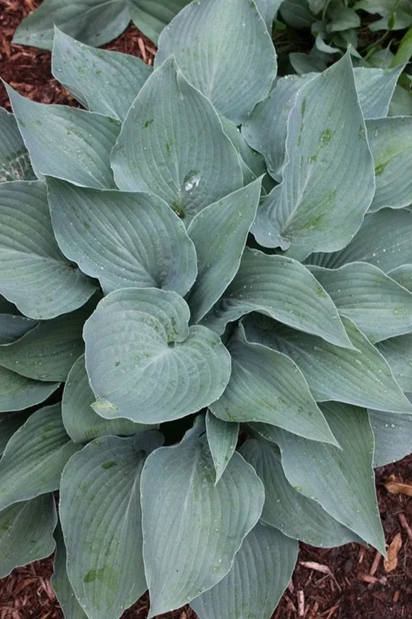 hosta-stormy-seas Hosta ‘Stormy Seas’