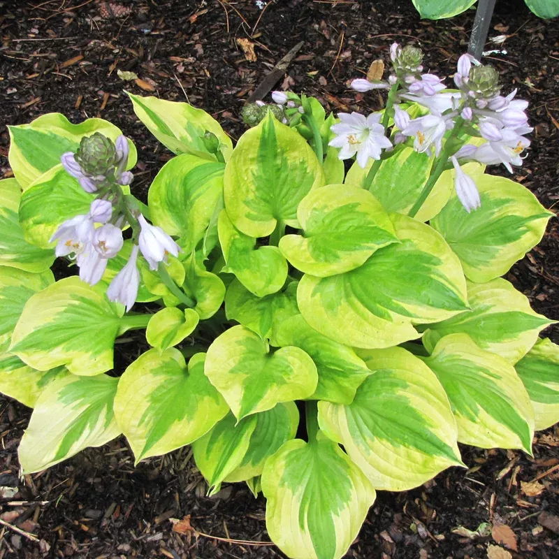 hosta-summer-breeze Hosta ‘Summer Breeze’